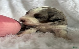 Bernedoodle dogs for sale: Bernedoodle 5 puppies - Image 11