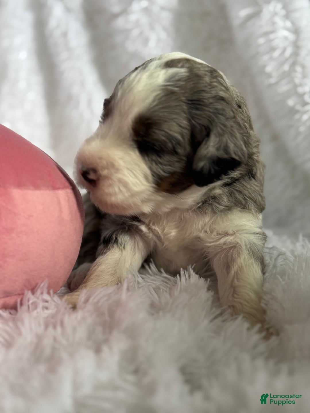 Bernedoodle dogs for sale: Bernedoodle 5 puppies - Image 11
