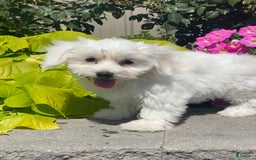 Coton De Tulear dogs for sale: Candy - Image 3