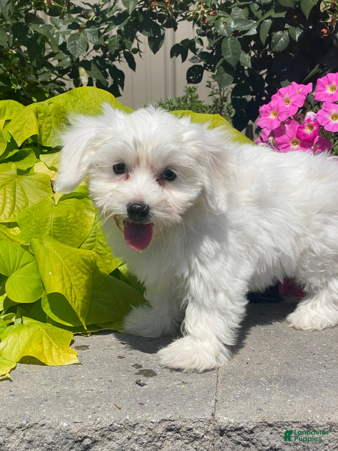 Coton De Tulear dogs for sale: Candy - Image 3