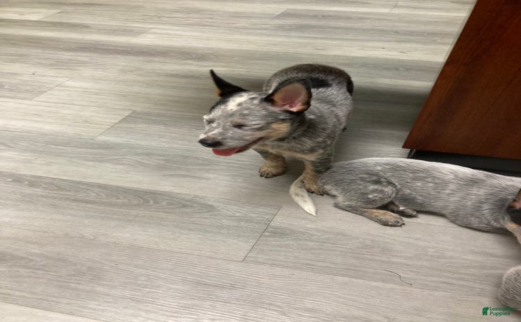 Australian Cattle Dog dogs for sale - Ad 4