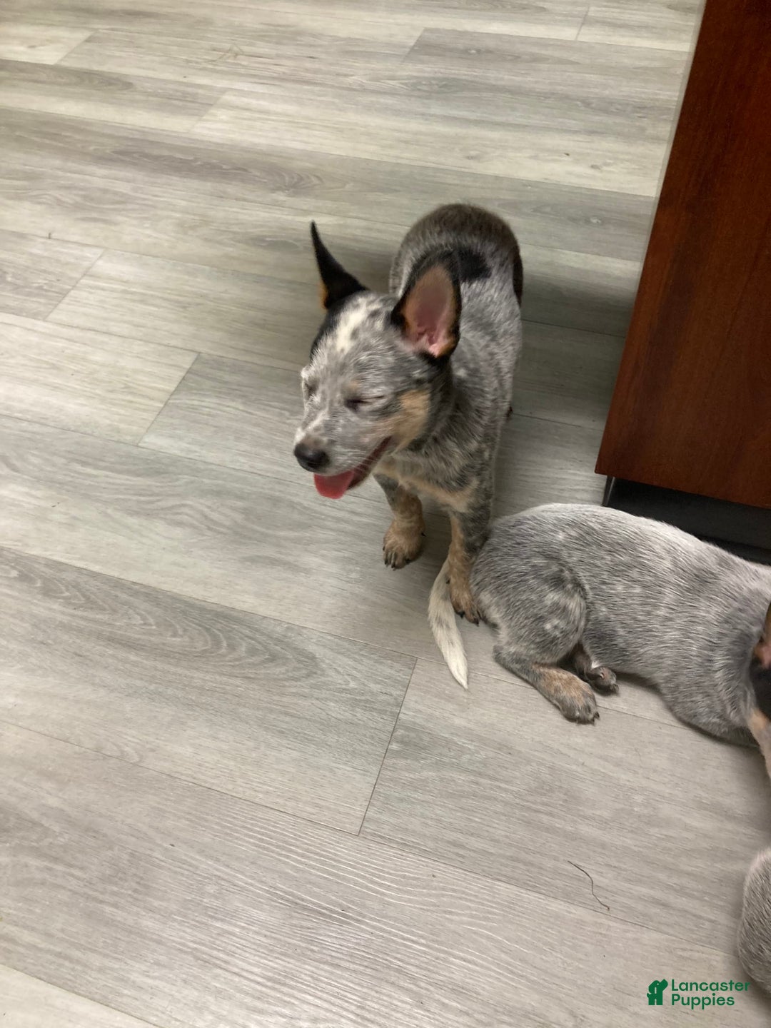 Australian Cattle Dog dogs for sale: Australian Cattle Dog 4 puppies - Image 1