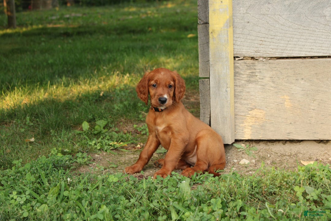 Irish Setter dogs for sale: Frances - Image 1
