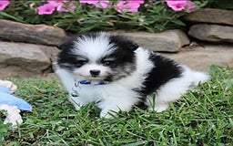 Pomeranian dogs for sale: Karter - Image 11