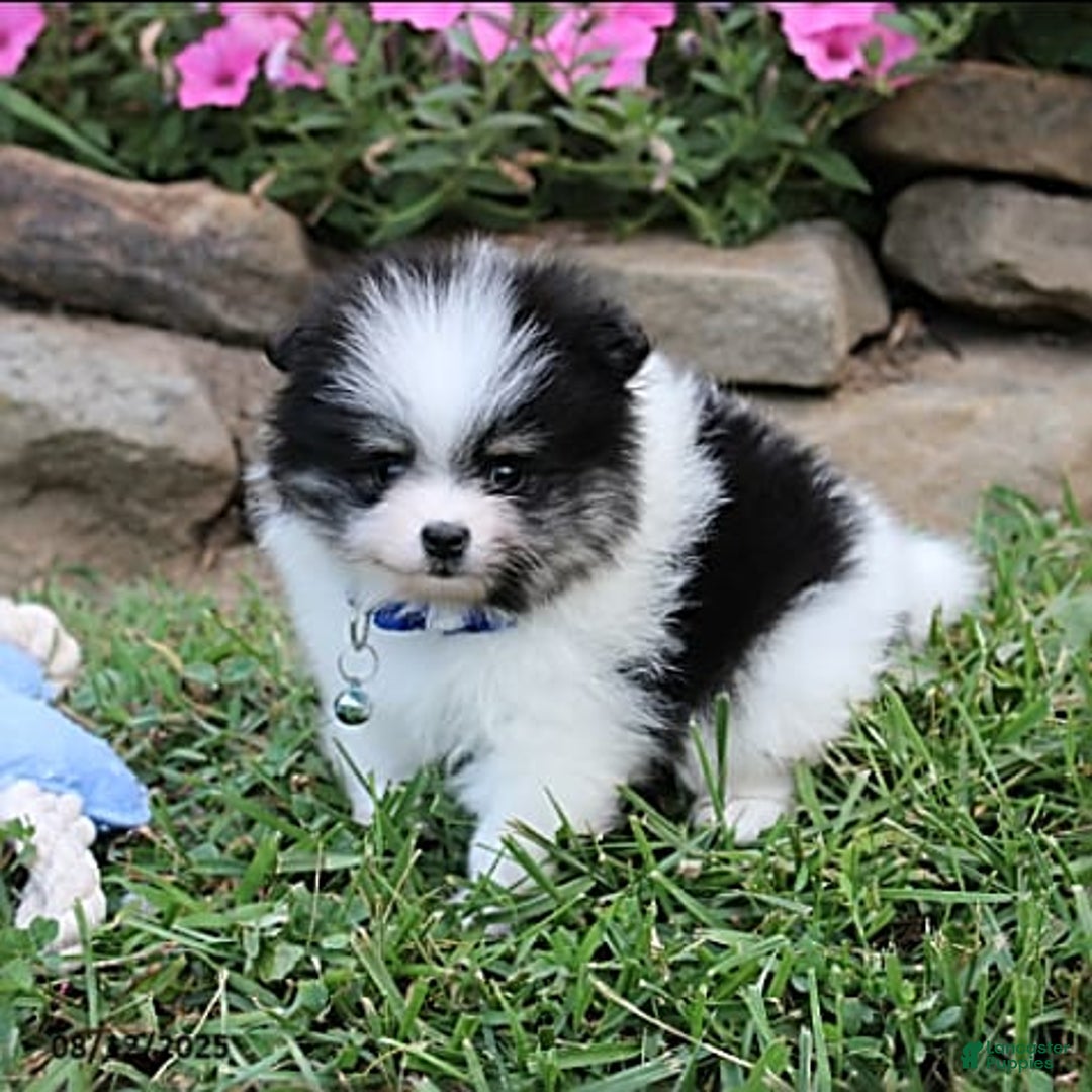 Pomeranian dogs for sale: Karter - Image 11