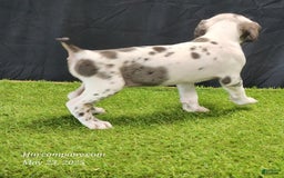 Catahoula Leopard Dog dogs for sale: Diamond 2025 F3 - Image 12