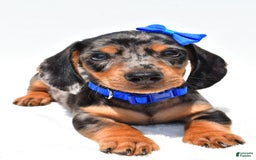 Miniature Dachshund dogs for sale: Joey - Image 9