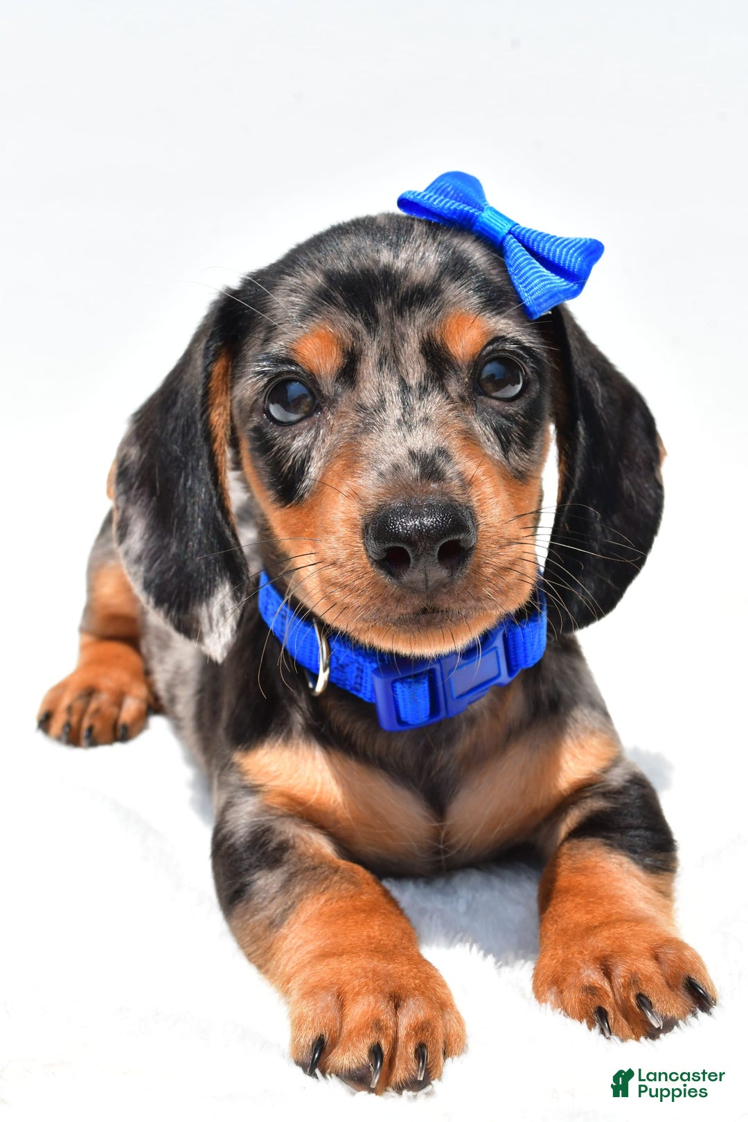 Miniature Dachshund dogs for sale: Joey - Image 9