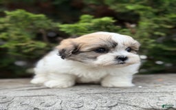 Teddy Bear dogs for sale: Razzle - Image 2