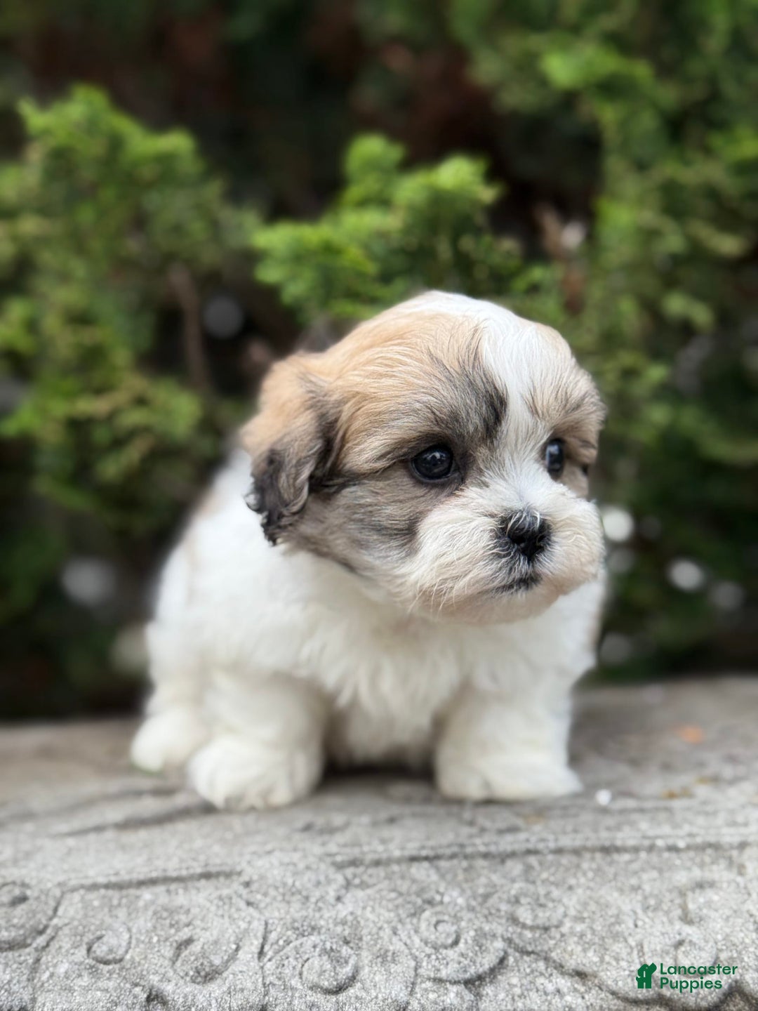 Teddy Bear dogs for sale: Razzle - Image 2