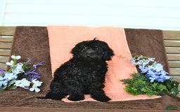 Miniature Poodle dogs for sale: Opal - Image 23