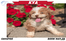 Cavapoo dogs for sale: Kya - Image 2
