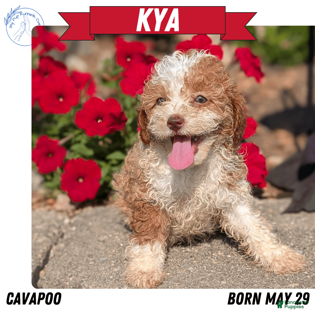 Cavapoo dogs for sale: Kya - Image 2
