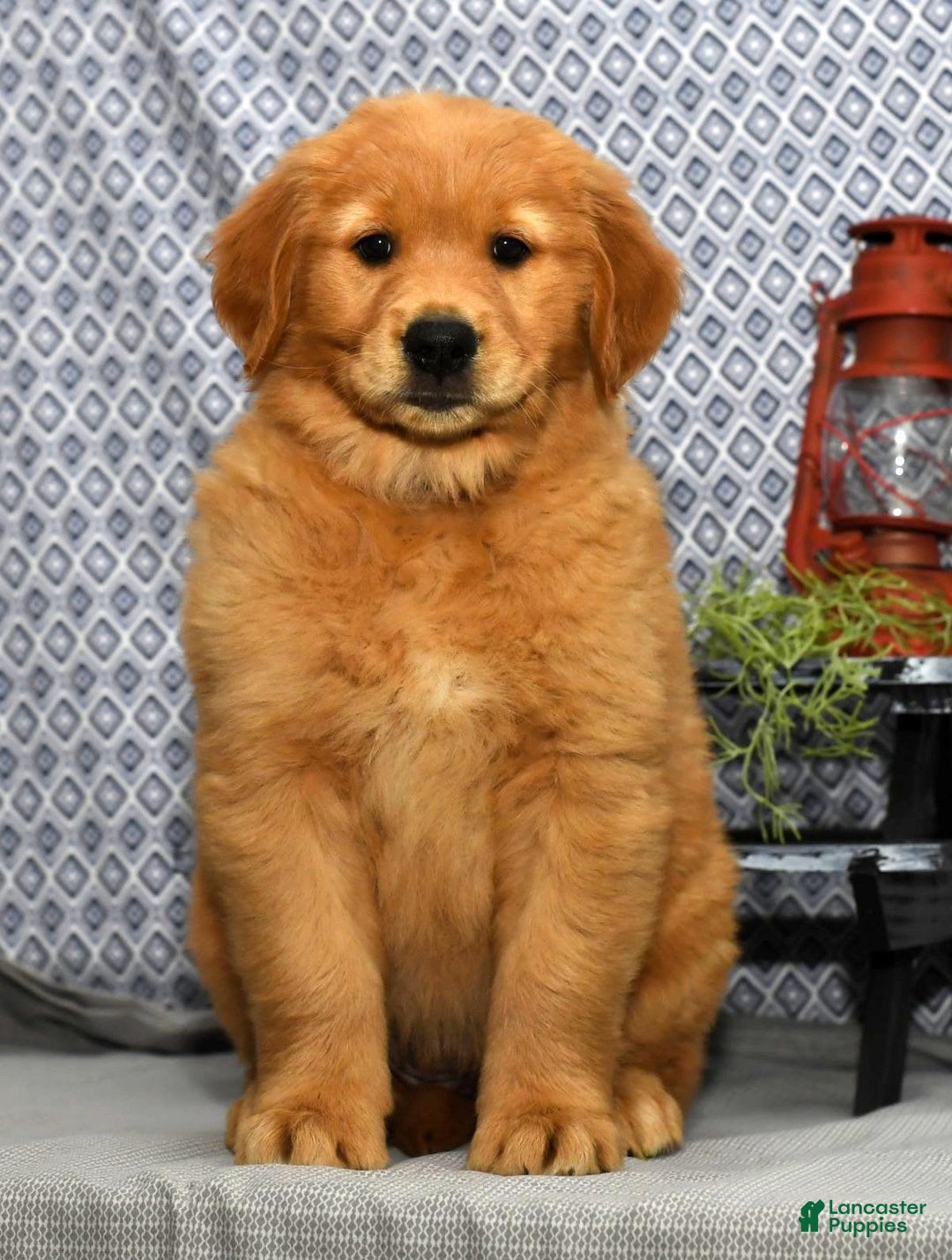 Golden Retriever dogs for sale: Marla - Image 3