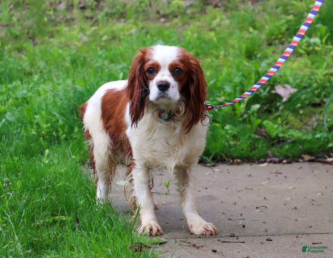 Cavapoo dogs for sale: Scout - Image 8