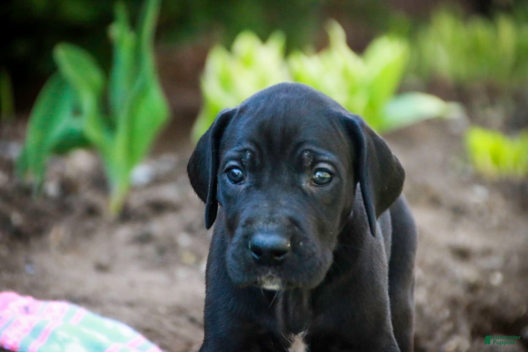 Great Dane dogs for sale: Selene - Image 26