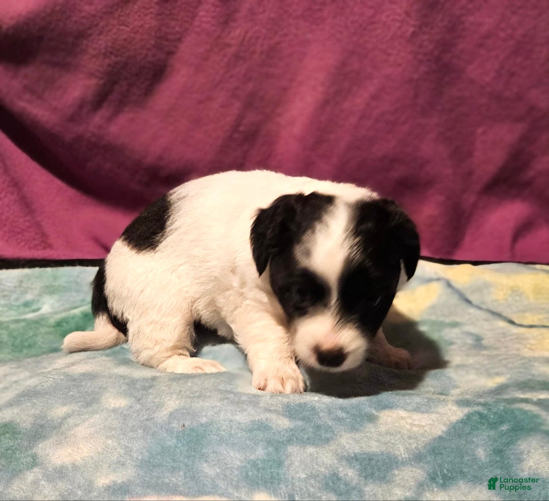 Chihuahua dogs for sale: Nix - Image 6