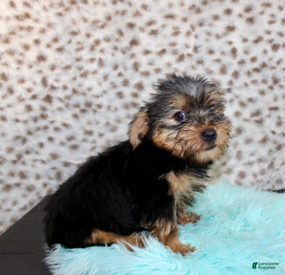 Yorkshire Terrier dogs for sale: Tatum - Image 3