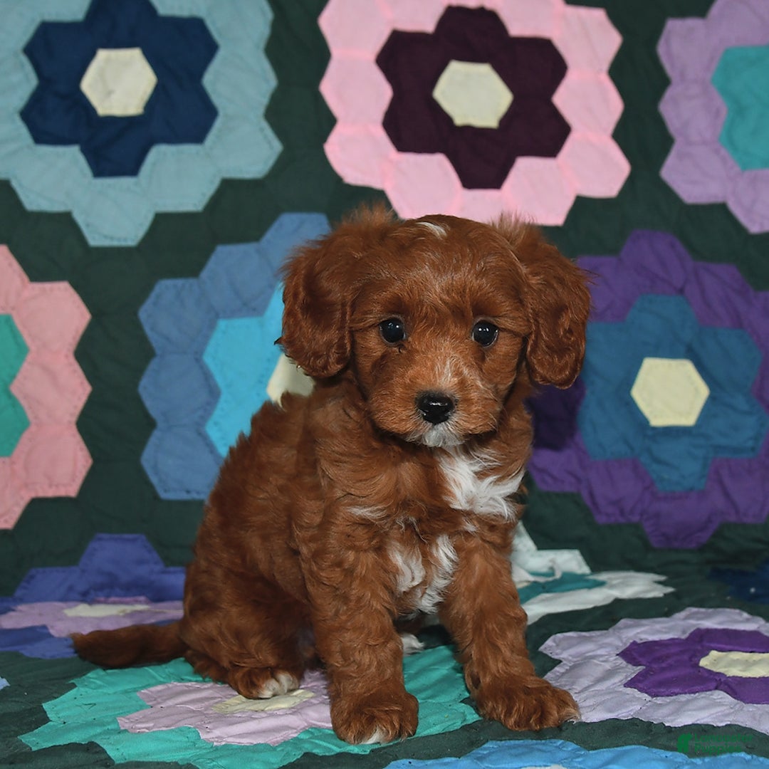 Miniature Poodle dogs for sale: Freddie - Image 1