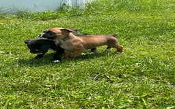 Boxer dogs for sale: Black fawn - Image 2