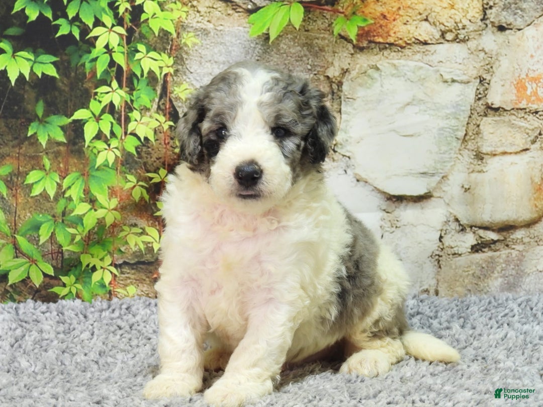 Mini Goldendoodle dogs for sale: Oreo F1b - Image 3