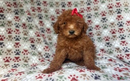 Mini Goldendoodle dogs for sale: Rain - Image 9