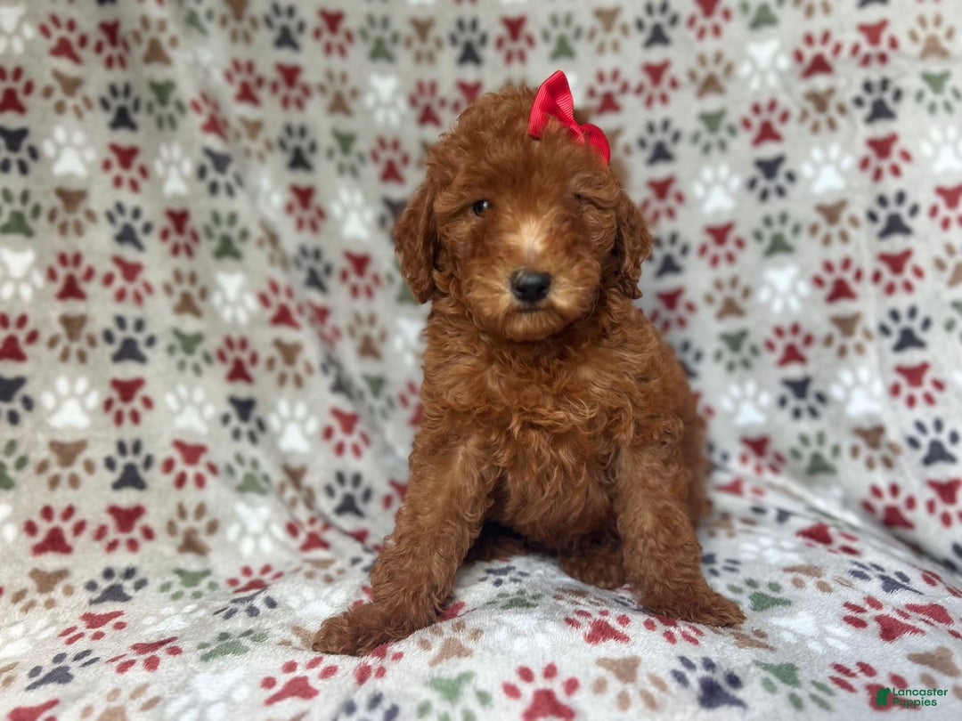 Mini Goldendoodle dogs for sale: Rain - Image 9