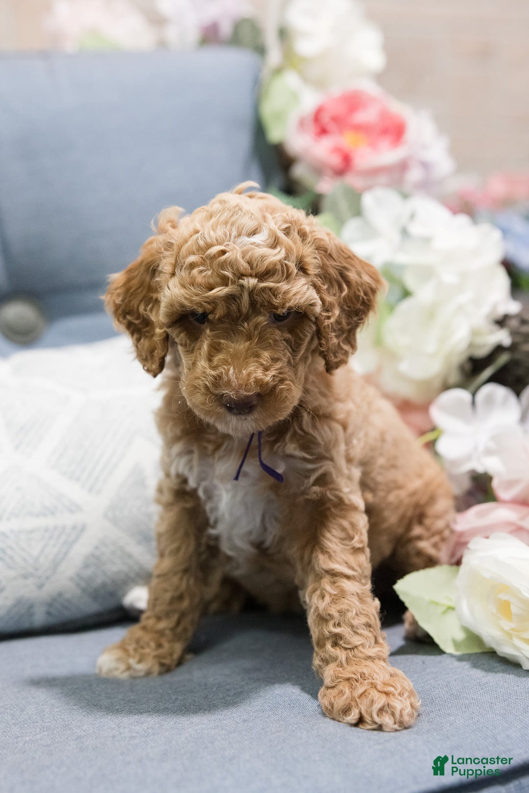 Standard Poodle dogs for sale: Honey - Image 4