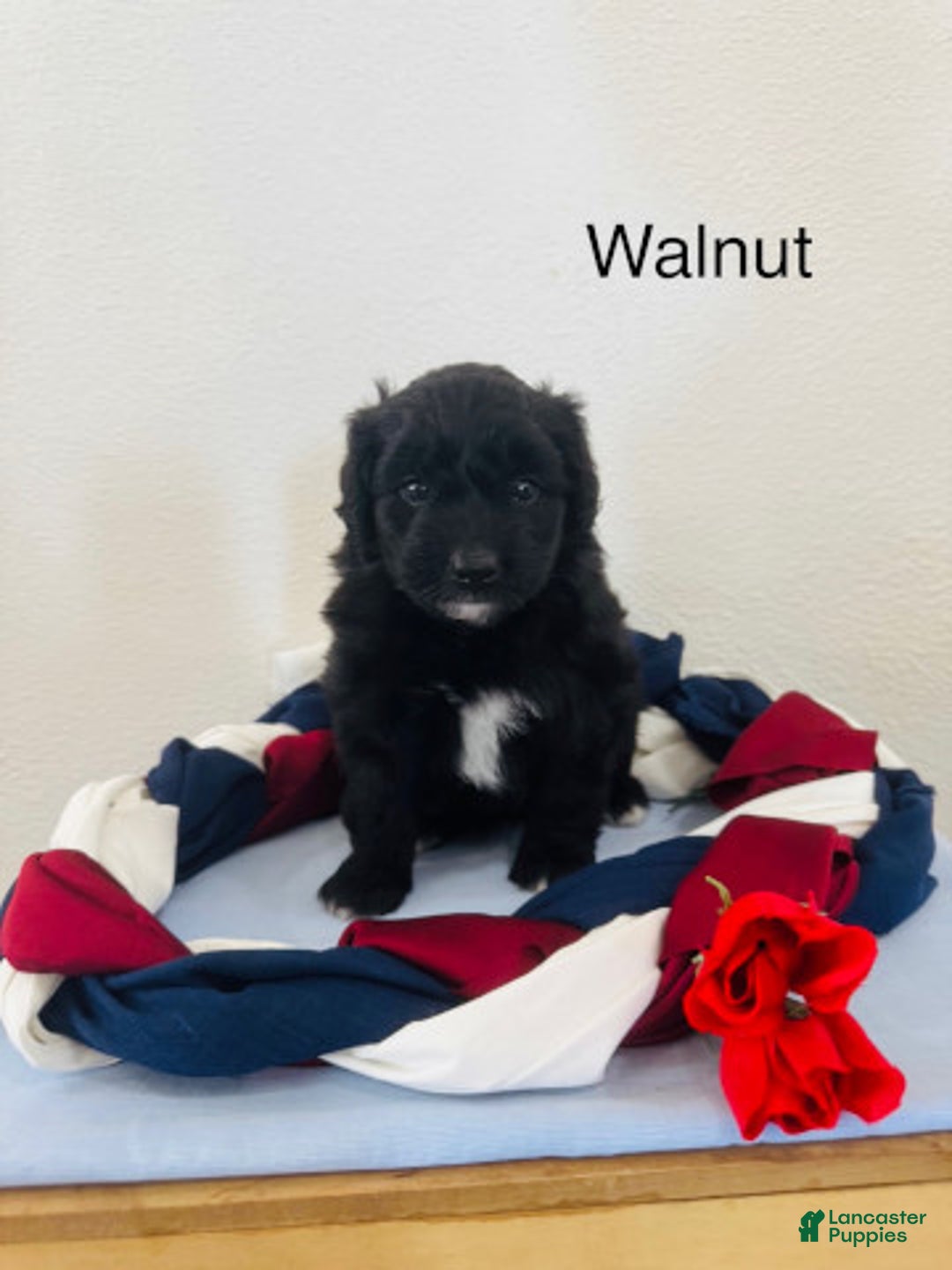 Mini Aussiedoodle dogs for sale: Walnut - Image 1
