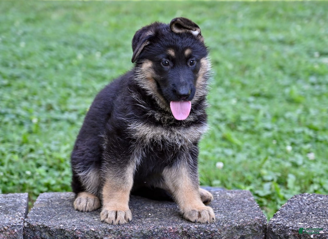 German Shepherd dogs for sale: German Shepherd 3 puppies - Image 3