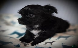 Morkie dogs for sale: Ryker - Image 5