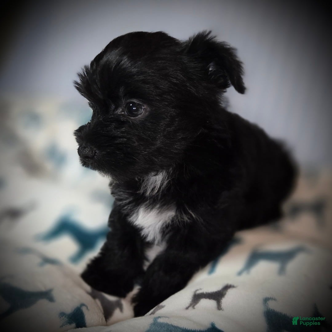 Morkie dogs for sale: Ryker - Image 5