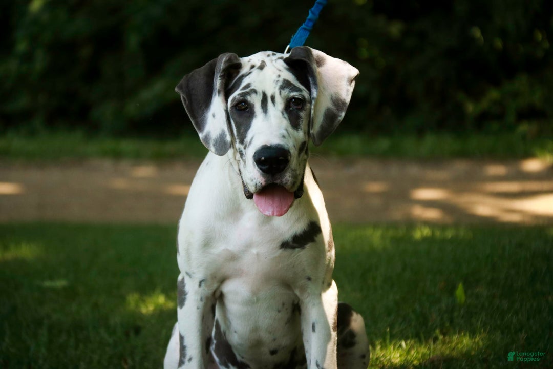Great Dane dogs for sale: Electra - Image 32
