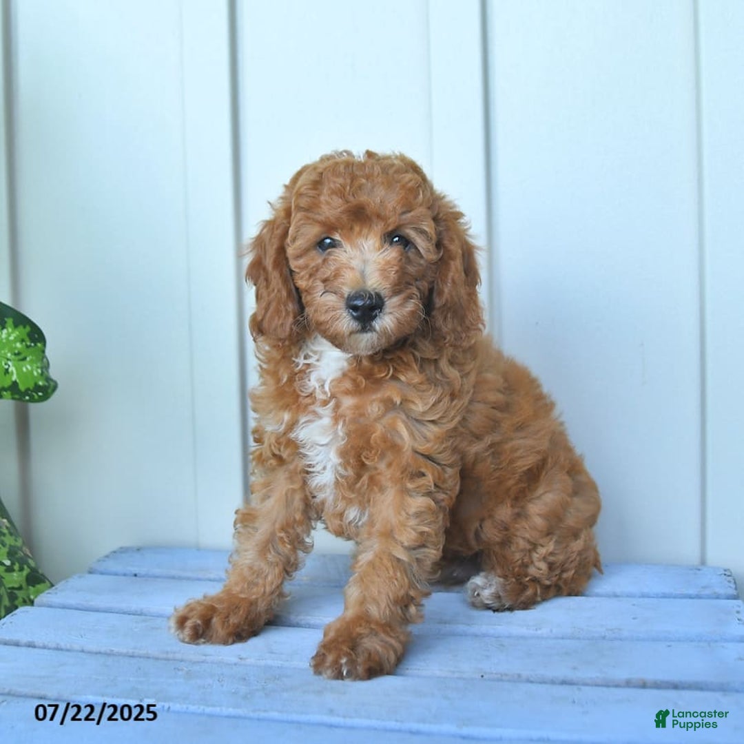 Mini Goldendoodle dogs for sale: Metro - Image 2