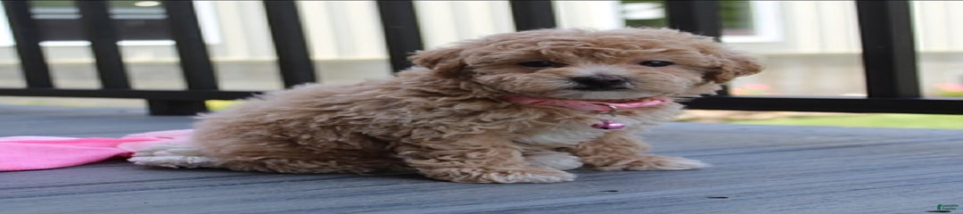 Abby