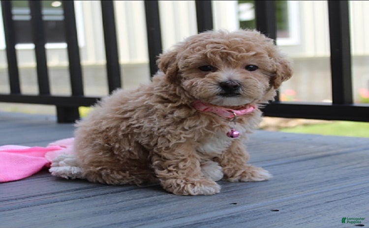 Bichpoo dogs - Advert 6