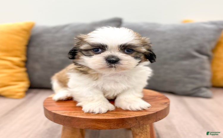 Shih Tzu dogs for sale - Ad 1