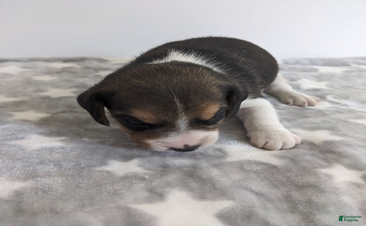 Beagle dogs for sale - Ad 3