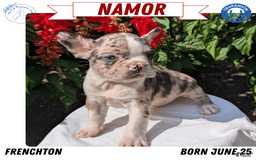 Frenchton dogs for sale: Namor - Image 8