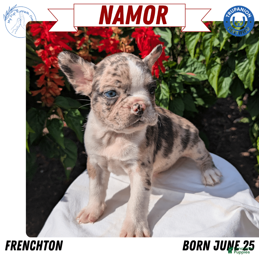 Frenchton dogs for sale: Namor - Image 8