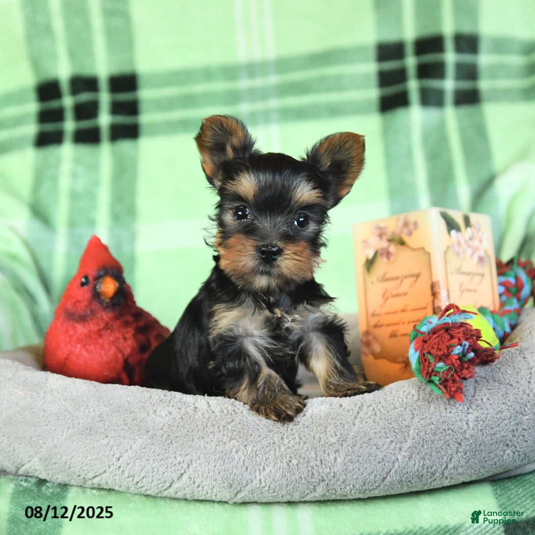 Yorkshire Terrier dogs for sale: Lucky - Image 4