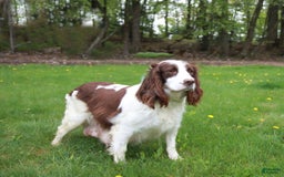 English Springer Spaniel dogs for sale: Oakley - Image 6