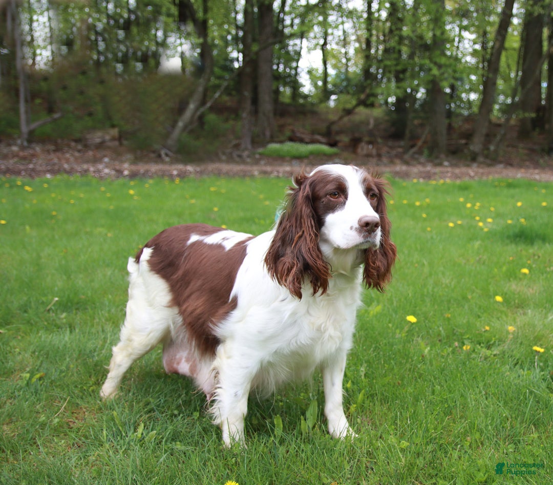 English Springer Spaniel dogs for sale: Oakley - Image 6