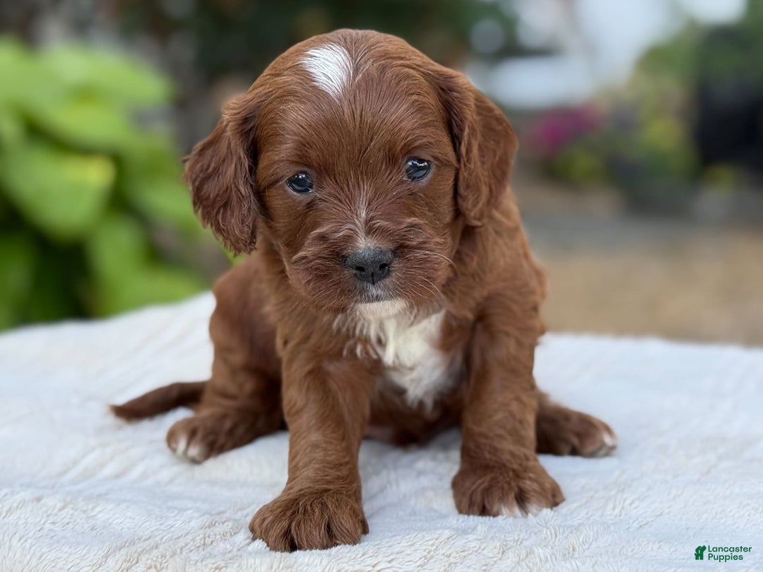 Cavapoo dogs for sale: Lincoln - Image 11