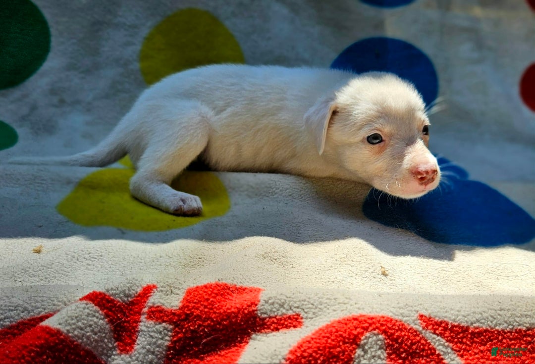 Border Collie dogs for sale: Hissy - Image 33