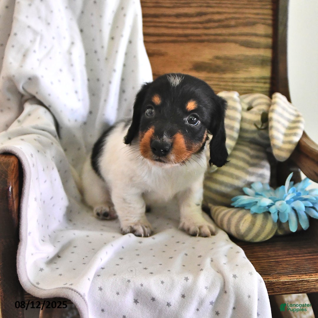 Miniature Dachshund dogs for sale: Timmy - Image 4