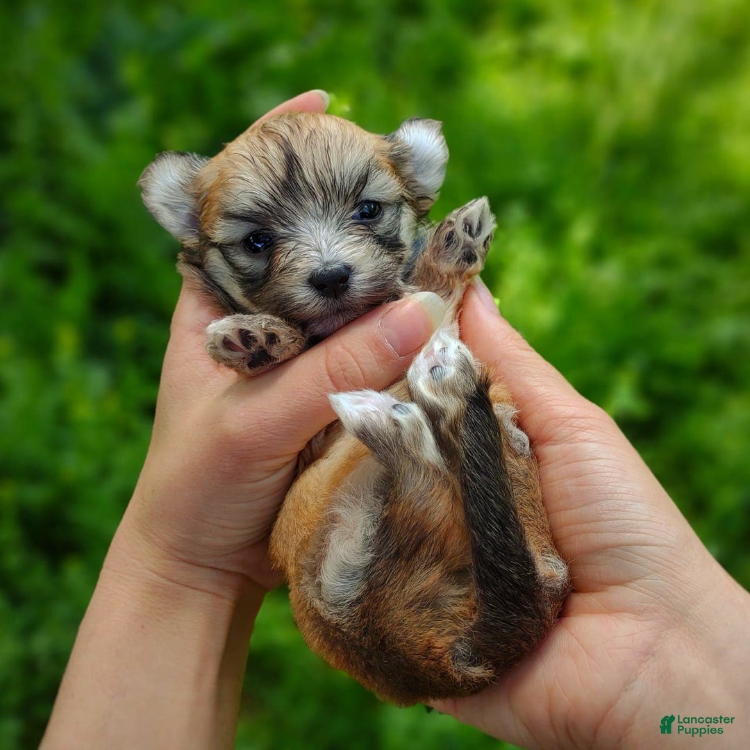 Morkie dogs for sale: Rare Babydoll Spark - Image 8