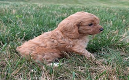 Cavapoo dogs for sale: Axel - Image 21