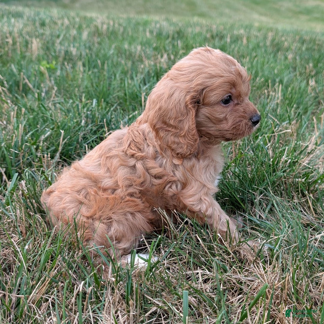 Cavapoo dogs for sale: Axel - Image 21