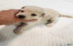 Bichon Frise dogs for sale: Toy Poodle/toy Bichon Puppy - Image 15